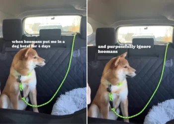 Dog Can’t Hide Her Feelings When Owners Pick Her Up After Vacation: ‘Angry’