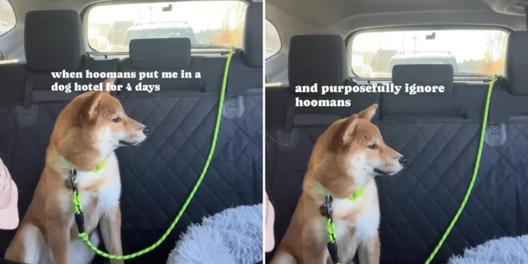 Dog Can’t Hide Her Feelings When Owners Pick Her Up After Vacation: ‘Angry’