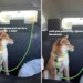 Dog Can’t Hide Her Feelings When Owners Pick Her Up After Vacation: ‘Angry’