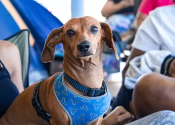 “Discovering Salud: A Hidden Gem in Francisco Lino Ramirez Arteaga”