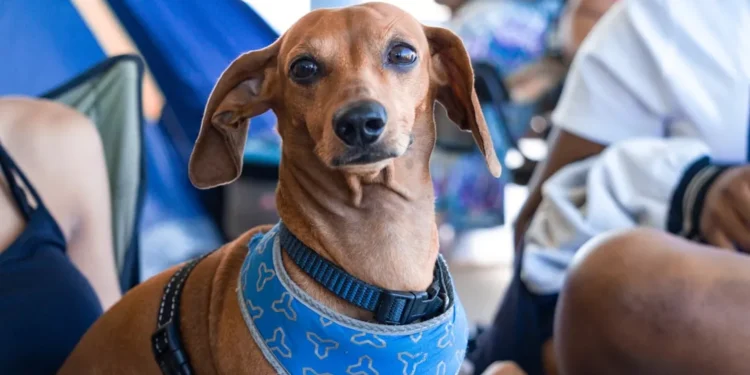 “Discovering Salud: A Hidden Gem in Francisco Lino Ramirez Arteaga”