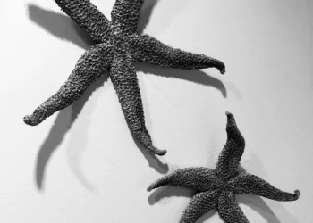 “Exploring the Magic of Art and Entertainment”