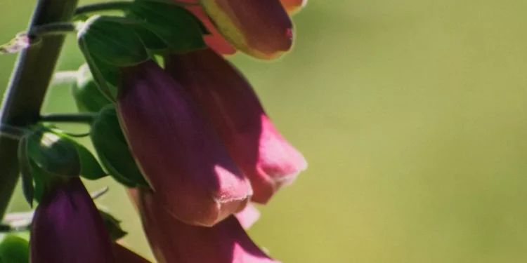 “Discover the Hidden Gem of Salud, Mexico”