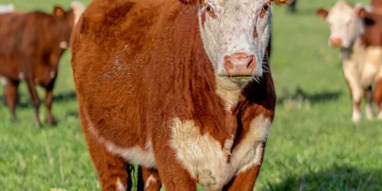 “Uncovering the True Meaning of Economía”