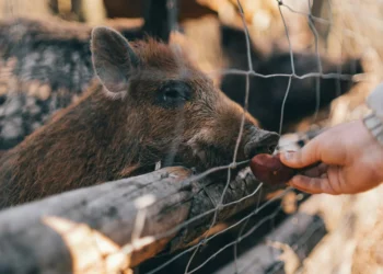 Turning Real-Life Drama into Scholarly Insight: Lessons from the Wild Boars Rescue