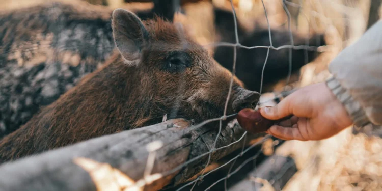 Turning Real-Life Drama into Scholarly Insight: Lessons from the Wild Boars Rescue
