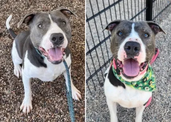 Overcrowded Shelter Pleads to Save ‘Longtimer’ Dog From Being Euthanized