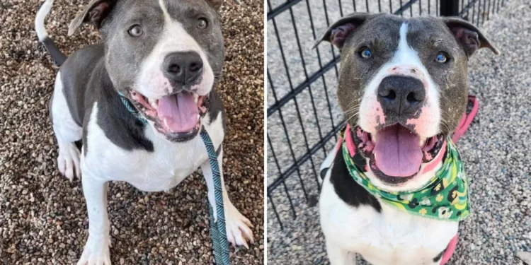 Overcrowded Shelter Pleads to Save ‘Longtimer’ Dog From Being Euthanized