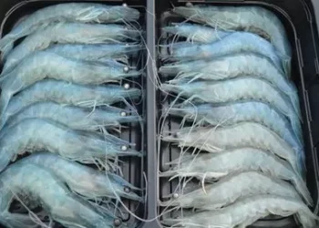 Inhouse Farming – Feed & Food Show 2024 Aquaculture: Fish, algae and more indoors