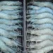 Inhouse Farming – Feed & Food Show 2024 Aquaculture: Fish, algae and more indoors