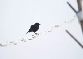 “Discovering Salud: Mexico’s Hidden Gem”