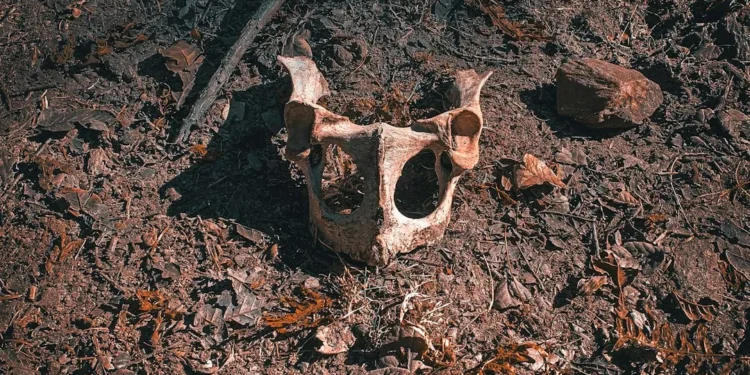 “Uncovering the Hidden Gem of Salud: A Must-Visit Destination”