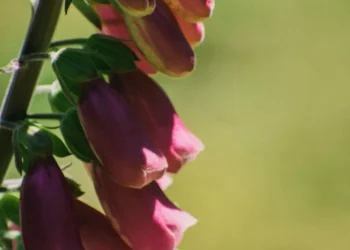 “Discovering Salud: Mexico’s Hidden Gem”