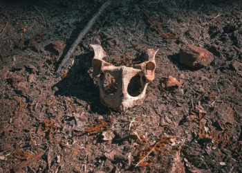 “Discovering the Enchanting Charm of Salud, Mexico”