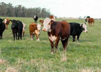 “The Vast World of Economía: Beyond Finances and Numbers”