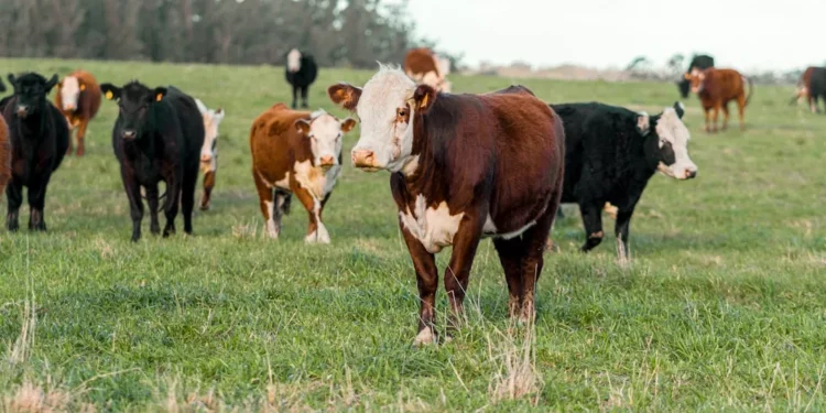 “The Vast World of Economía: Beyond Finances and Numbers”