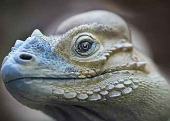 Scuba Diving Lizards Use Air Bubbles to Breathe Underwater and Stay Hidden from Predators