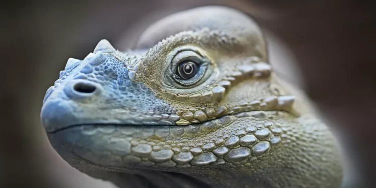 Scuba Diving Lizards Use Air Bubbles to Breathe Underwater and Stay Hidden from Predators