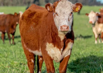 “The Significance of Economía in Our Daily Lives”