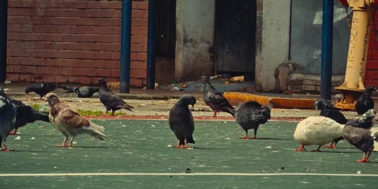 This Anthropology Course Looks at Built Environment From Animal Perspective