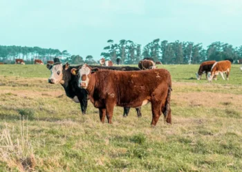 “The Ever-Evolving World of Finance: Numbers, Graphs, and Markets”