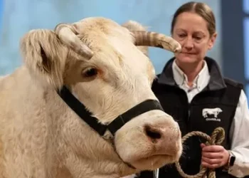 EuroTier 2024: “TopTierTreff” − International marketplace for top genetics