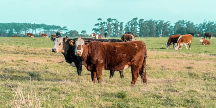 “The Power of Economía: From Personal Finances to Global Markets”