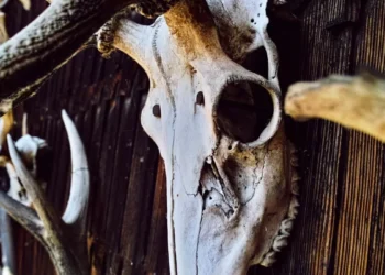 Archaeologists Disover 50 Viking Age Burials in Denmark: Everything You Need to Know