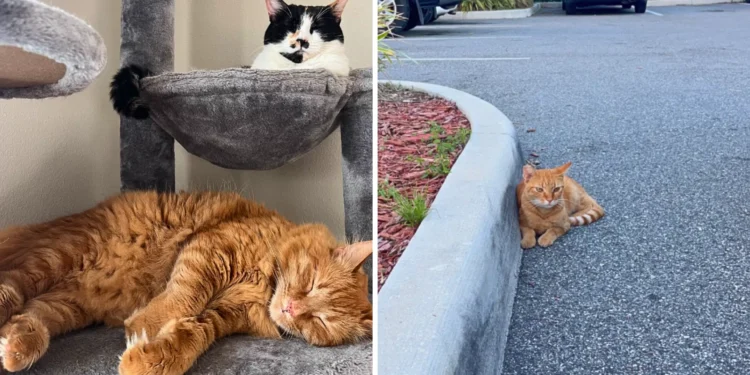 Anonymous Gesture To Save Cats During Hurricane Milton Goes Viral