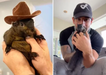 Peanut the Squirrel’s Death Sparks Bomb Threats As Officials Work From Home