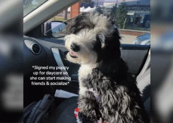 Dog Goes to Daycare To Make Friends, Then Owner Looks at Camera