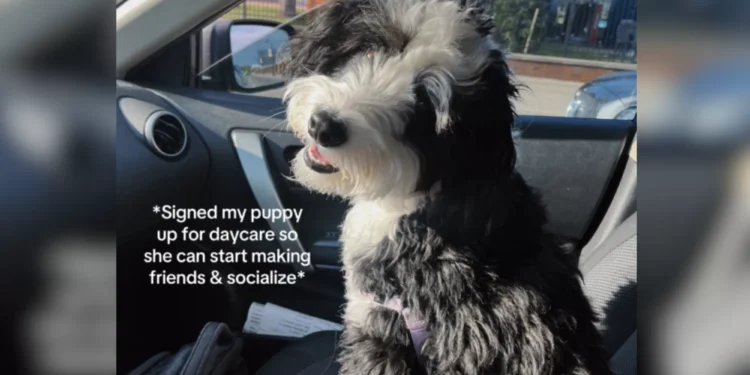 Dog Goes to Daycare To Make Friends, Then Owner Looks at Camera