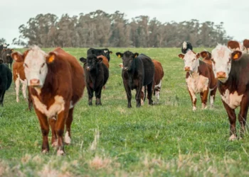 “Uncovering the Hidden Gems of Economía”