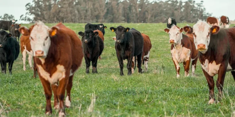 “Uncovering the Hidden Gems of Economía”