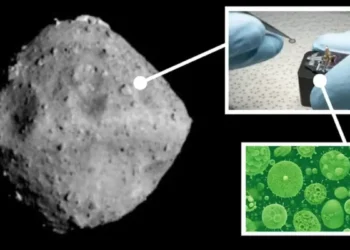 Earth Microbes Discovered in Asteroid Ryugu Sample, Raises Contamination Concerns