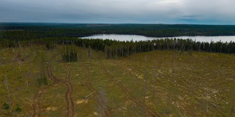 Using Intelligent Self-Limitation to Explore the Distinction Between Environment and Umwelt