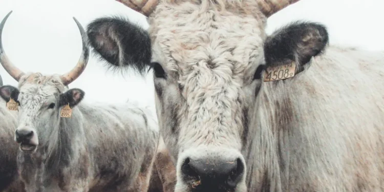 “The Significance of Economía: Backbone of Growth and Development”