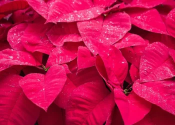 “Discovering the Bright Side of Sucesos: Embracing Positive Experiences”