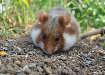 Photosynthetic Machinery from Plants Operates Within Hamster Cells, Claims New Study