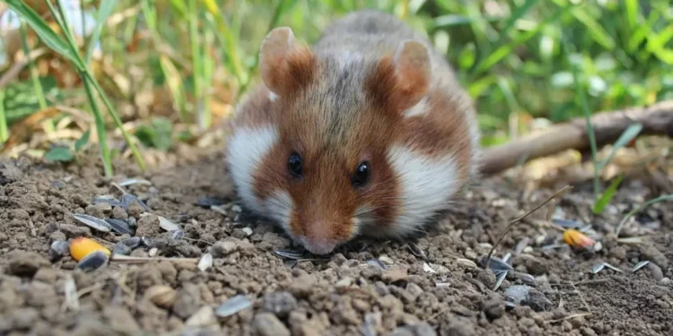 Photosynthetic Machinery from Plants Operates Within Hamster Cells, Claims New Study