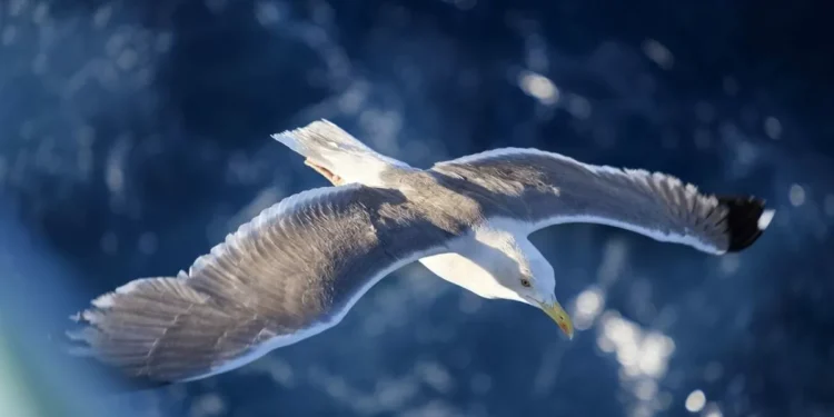 Bird-Inspired Wing Design Could Boost Performance of Aeroplanes, Claims Study