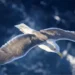 Bird-Inspired Wing Design Could Boost Performance of Aeroplanes, Claims Study