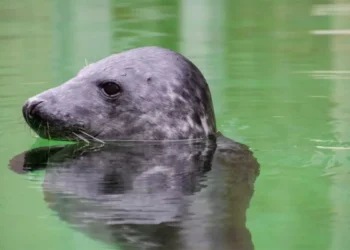 Study Finds grey Seals Can Track Blood Oxygen to Prevent Drowning