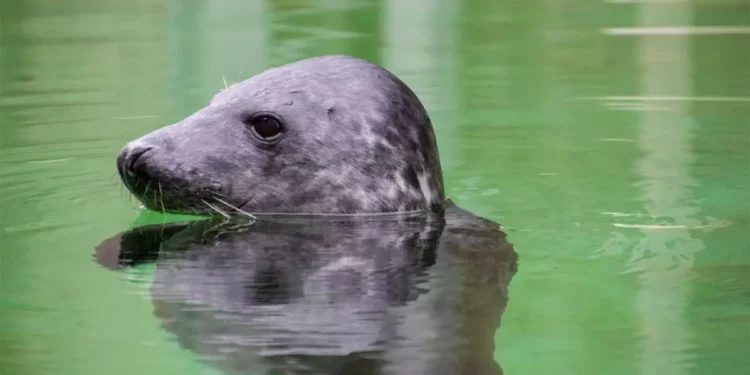 Study Finds grey Seals Can Track Blood Oxygen to Prevent Drowning