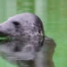 Study Finds grey Seals Can Track Blood Oxygen to Prevent Drowning