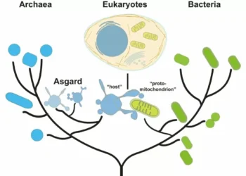 Asgard Archaea May Hold the Key to the Origins of Eukaryotic Life, New Study Suggests