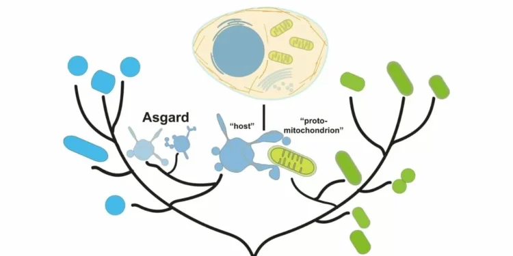Asgard Archaea May Hold the Key to the Origins of Eukaryotic Life, New Study Suggests