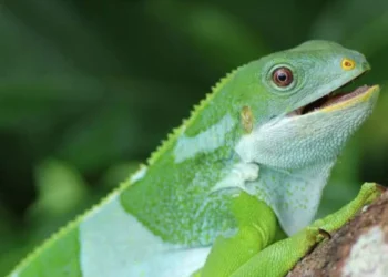 Iguanas Travelled 5,000 Miles to Fiji on Rafts 34 Million Years Ago