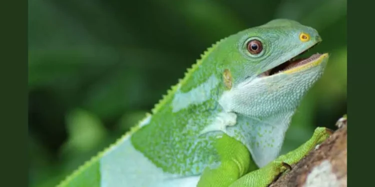 Iguanas Travelled 5,000 Miles to Fiji on Rafts 34 Million Years Ago