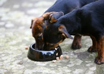 Pet Food Recall Map Shows States With New Warning